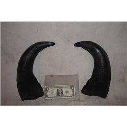 ZZ-CLEARANCE BULL STEER BUFFALO BISON MATCHED PAIR OF HORNS 2