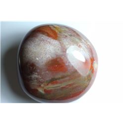 Natural Healing Colorful Petrified Wood 990 Carats