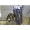 Image 1 : TAXIDERMY ALLIGATOR HEAD AND TURTLE SHELL
