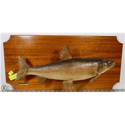 WALL WHITEFISH MOUNT FROM LAKE WABAMUN
