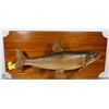 Image 1 : WALL WHITEFISH MOUNT FROM LAKE WABAMUN