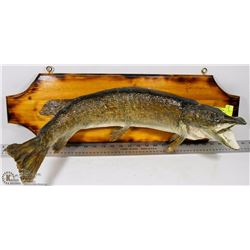 WALL PIKE MOUNT FROM MANITOBA