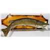 Image 1 : WALL PIKE MOUNT FROM MANITOBA