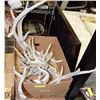 Image 1 : LOT OF ASSORTED ELK, DEER SHEDS (HORNS)