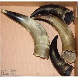 FLAT OF 4 BULL HORNS.