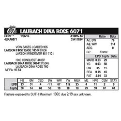 LAUBACH DINA ROSE 6071