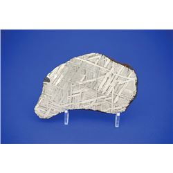 Seymchan Pallasite Siderite Meteorite Slice