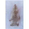 Image 5 : Paleo & Archaic Ohio Collection