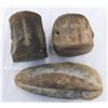 Image 1 : Fossil Collection