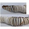 Image 5 : Rare Polynesian Shell Money Necklaces