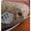 Image 10 : Popeyed Birdstone