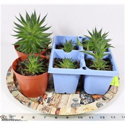 TRAY OF 6 SUCCULENT HOUSE PLANTS