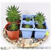 Image 1 : TRAY OF 6 SUCCULENT HOUSE PLANTS
