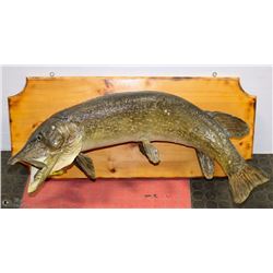 LARGE MANITOBA PIKE MOUNT 35” LONG