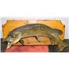 Image 1 : LARGE MANITOBA PIKE MOUNT 35” LONG