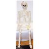 Image 1 : HALLOWEEN SKELETON
