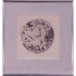 Beth Van Holsen (20th Century) American, FLOWERS, color etching, signed in pencil, from the num...