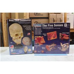 Educational Models: Human Skull & Five Senses Lindberg