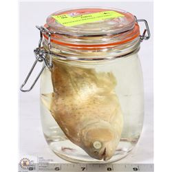 PRESERVED PIRANHA SPECIMEN