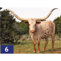 Safari's Joan Elsa SRC