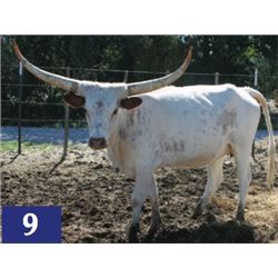 Yvette De Palo Pinto SRC