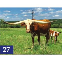 Sweet Safari Honey SRC