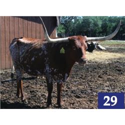 Respected Rachel SRC