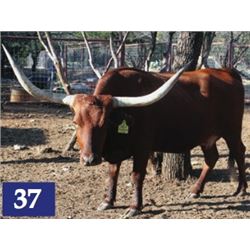 Safari's Rose Red FR 9/9