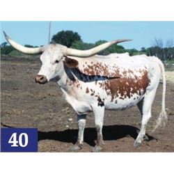 Safari's Valerie SRC