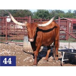 Safari's Lovely Sable