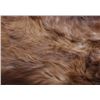 Image 10 : Montana Black Bear Double Mounted Taxidermy Rug