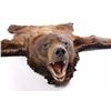 Image 2 : Montana Black Bear Double Mounted Taxidermy Rug