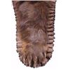 Image 3 : Montana Black Bear Double Mounted Taxidermy Rug