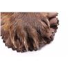 Image 4 : Montana Black Bear Double Mounted Taxidermy Rug