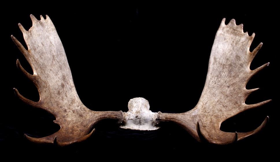 Alaskan European Moose Rack Trophy Mount