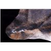 Image 8 : Brindle Pattern Montana Steer Hide Taxidermy Rug