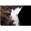 Image 9 : Brindle Pattern Montana Steer Hide Taxidermy Rug