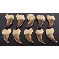 Ten Hind Claws from a Kodiak Grizzly Bear