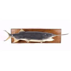 Paddlefish/ Spoonbill Catfish Taxidermy Mount