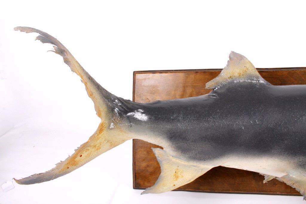 Paddlefish/ Spoonbill Catfish Taxidermy Mount
