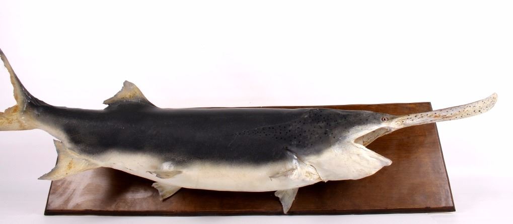 Paddlefish/ Spoonbill Catfish Taxidermy Mount