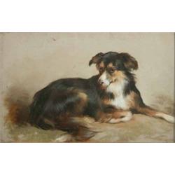Edwin Douglas (1848-1914) oil on board, Portrait of a collie, 8 x 12 ins...