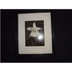 Art in Motion By Julie Greenwood