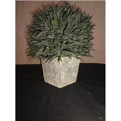 Small Potted Plant