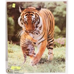 TIGER CARRYING CUB PRINT (16"X20")