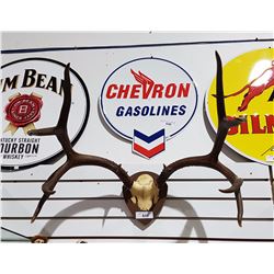 LARGE ANTLER MOUNT