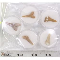 LOT OF 5 SHARK TEETH FOSSILS