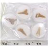 Image 1 : LOT OF 5 SHARK TEETH FOSSILS