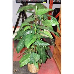 5' SILK TREE PLANT