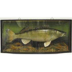 Taxidermy fish in glazed bowfronted case with verre eglomise border, inscribed...